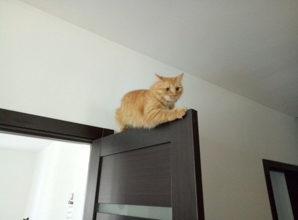 Кот на двери кот на двери